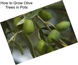 How to Grow Olive Trees in Pots