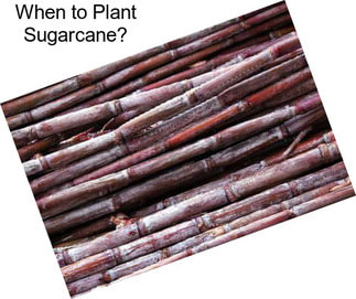 When to Plant Sugarcane?