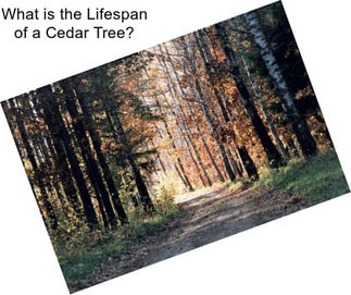 What is the Lifespan of a Cedar Tree?