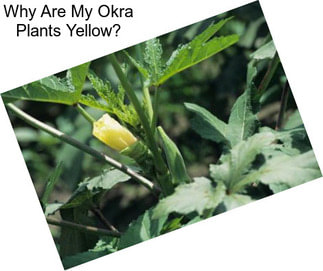 Why Are My Okra Plants Yellow?