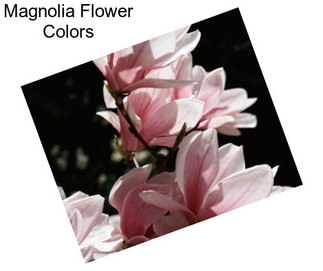Magnolia Flower Colors