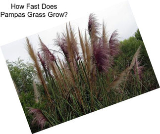 How Fast Does Pampas Grass Grow?