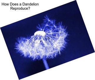 How Does a Dandelion Reproduce?