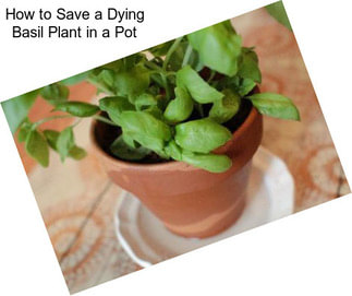 How to Save a Dying Basil Plant in a Pot