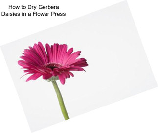 How to Dry Gerbera Daisies in a Flower Press