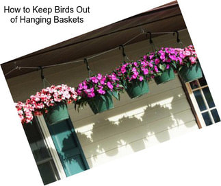 How to Keep Birds Out of Hanging Baskets