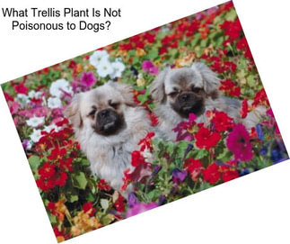 What Trellis Plant Is Not Poisonous to Dogs?