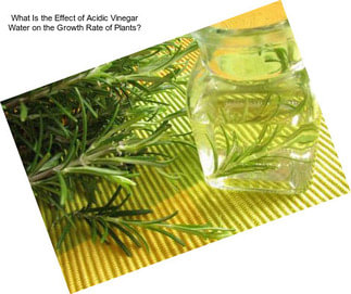 What Is the Effect of Acidic Vinegar Water on the Growth Rate of Plants?