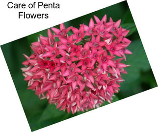 Care of Penta Flowers