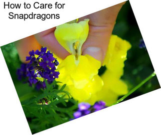 How to Care for Snapdragons