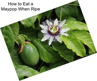 How to Eat a Maypop When Ripe
