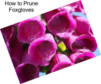 How to Prune Foxgloves