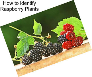 How to Identify Raspberry Plants