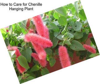 How to Care for Chenille Hanging Plant