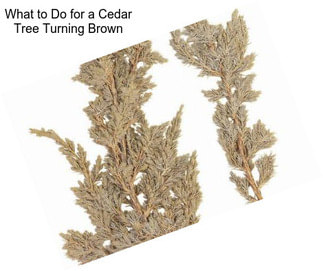 What to Do for a Cedar Tree Turning Brown