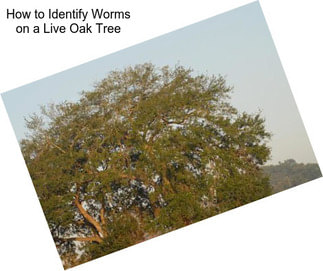 How to Identify Worms on a Live Oak Tree
