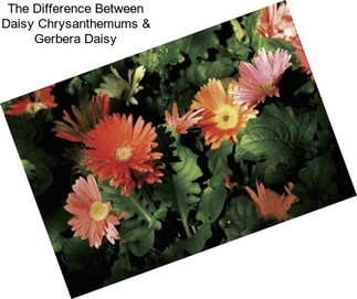 The Difference Between Daisy Chrysanthemums & Gerbera Daisy