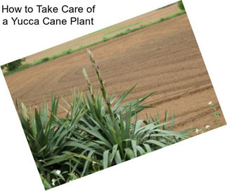 How to Take Care of a Yucca Cane Plant