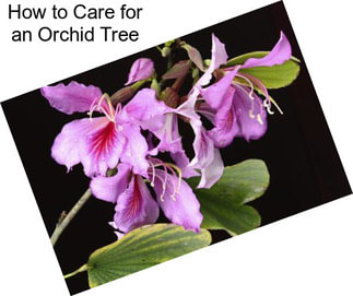 How to Care for an Orchid Tree