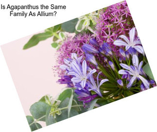Is Agapanthus the Same Family As Allium?