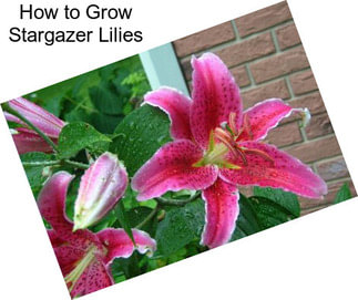 How to Grow Stargazer Lilies