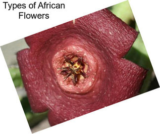 Types of African Flowers