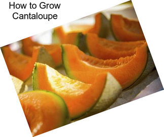 How to Grow Cantaloupe