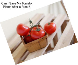 Can I Save My Tomato Plants After a Frost?