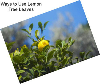 Ways to Use Lemon Tree Leaves