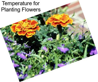 Temperature for Planting Flowers