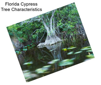 Florida Cypress Tree Characteristics