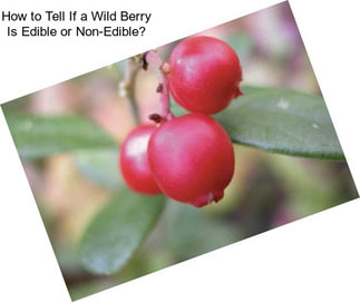 How to Tell If a Wild Berry Is Edible or Non-Edible?