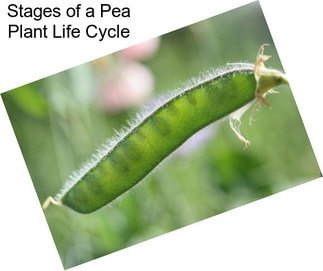 Stages of a Pea Plant Life Cycle