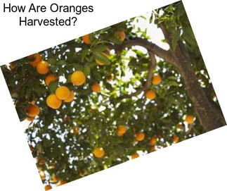 How Are Oranges Harvested?