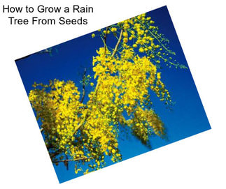 How to Grow a Rain Tree From Seeds