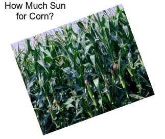 How Much Sun for Corn?