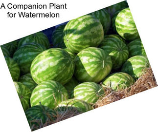 A Companion Plant for Watermelon