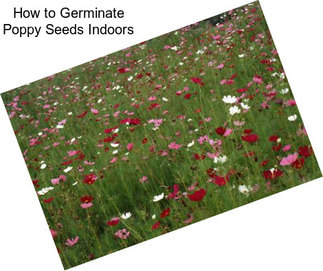 How to Germinate Poppy Seeds Indoors