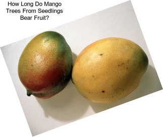 How Long Do Mango Trees From Seedlings Bear Fruit?