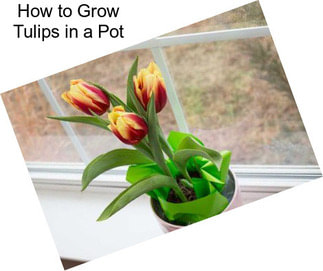 How to Grow Tulips in a Pot