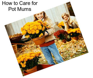 How to Care for Pot Mums