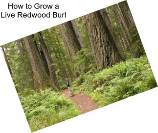 How to Grow a Live Redwood Burl