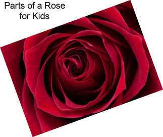 Parts of a Rose for Kids