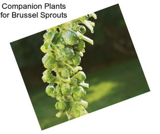 Companion Plants for Brussel Sprouts