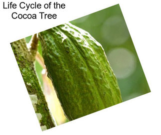 Life Cycle of the Cocoa Tree