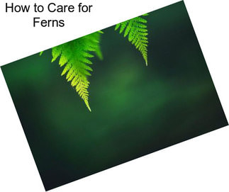 How to Care for Ferns