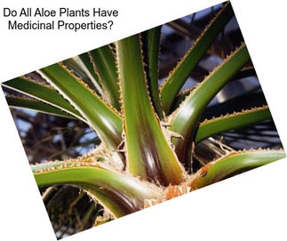 Do All Aloe Plants Have Medicinal Properties?