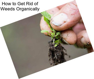 How to Get Rid of Weeds Organically
