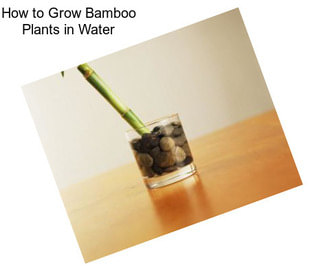 How to Grow Bamboo Plants in Water