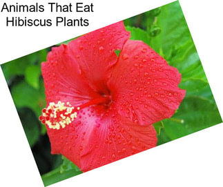 Animals That Eat Hibiscus Plants